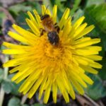 Kräuterführung in einem besonderen Garten