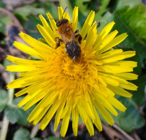 Kräuterführung in einem besonderen Garten