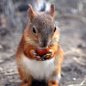 Eichhörnchen mit Nuss