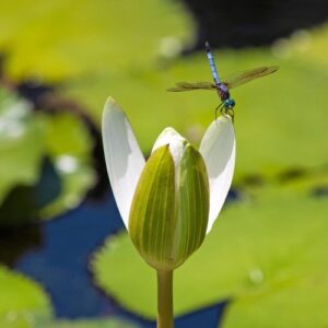 Seerose mit Libelle